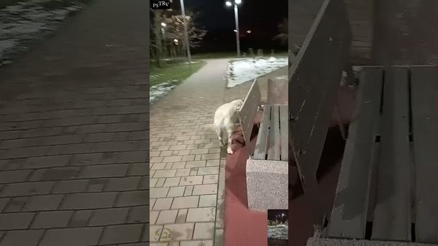 Зима типа
