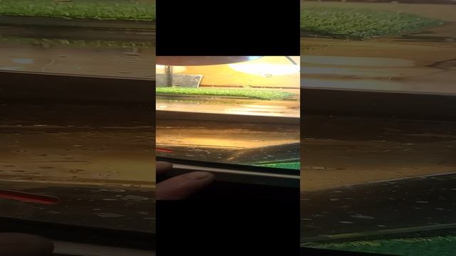 VID_20241202_125325.mp4