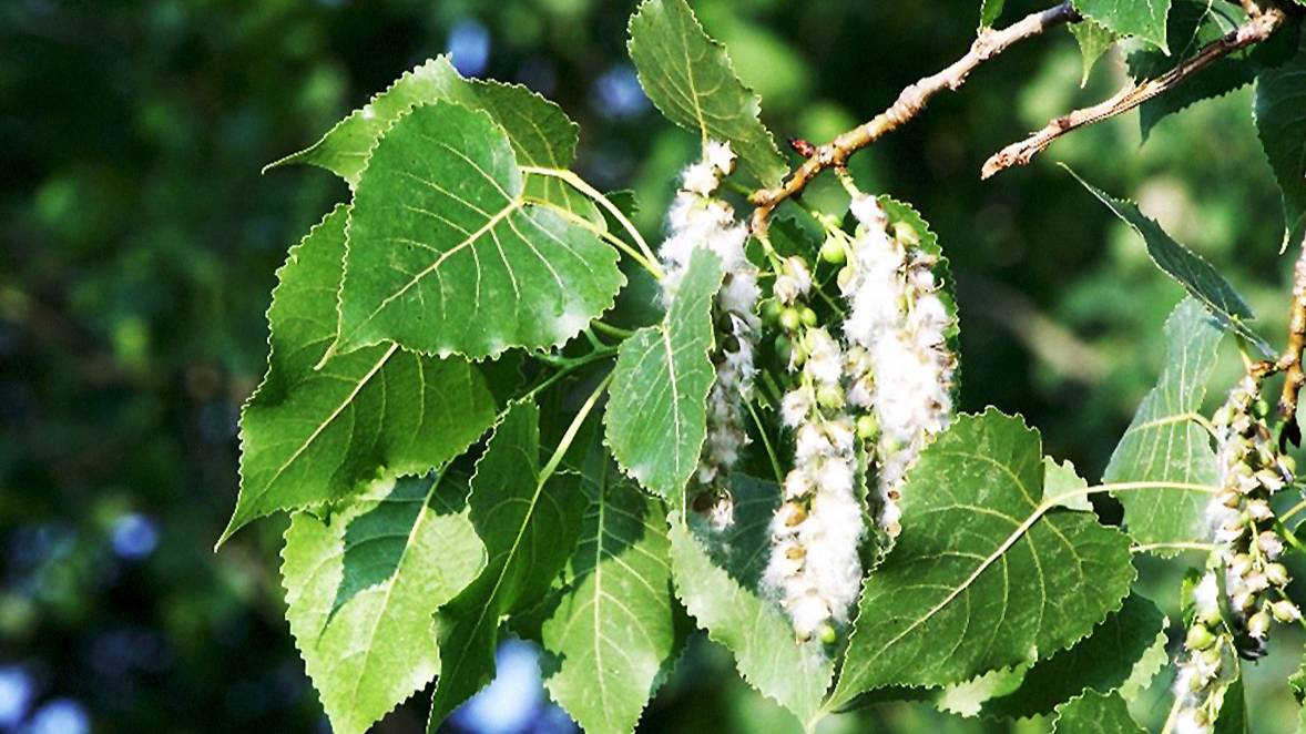 Тополя (Кавер-версия) Песни Советского Союза