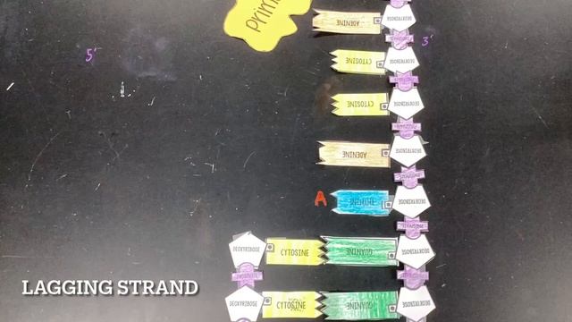 DNA replication Lopatka Bio Honors