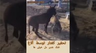 گفتار گرفتار ابلاغ