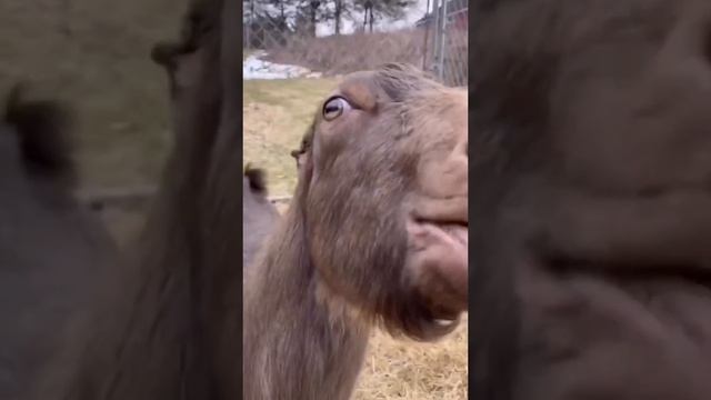 Ахаахахаах