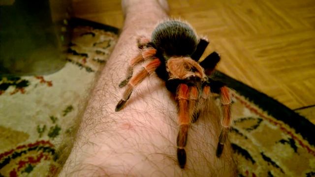 паук brachypelma boehmei на прогулке