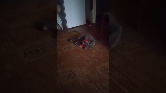 😍Сегодня кошечка Биба, осиротевшая в Мариуполе и спасённая Натальей с Азовстальской, обрела маму в