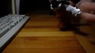 Layris feet working Real Gear Zoom out transformation