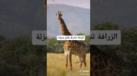 معلومات غريبة 😨