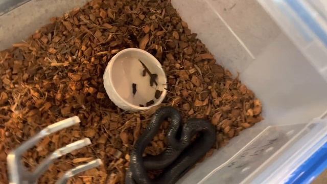 NEW Eastern Indigo Cage!
