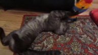 Cat Martin HD