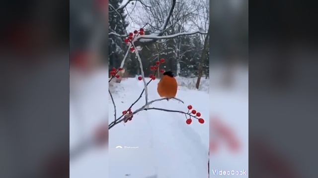 снегирь
