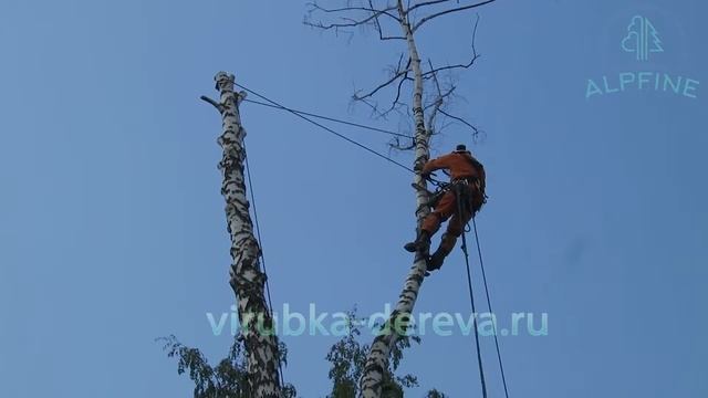 сухая береза на берегу пруда