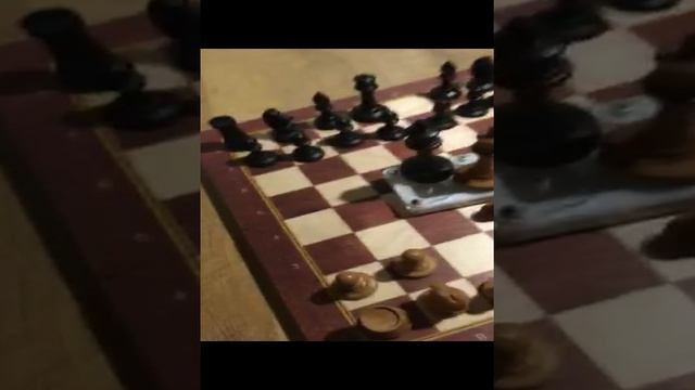 Муравьи и шахматы 😂😂😂
