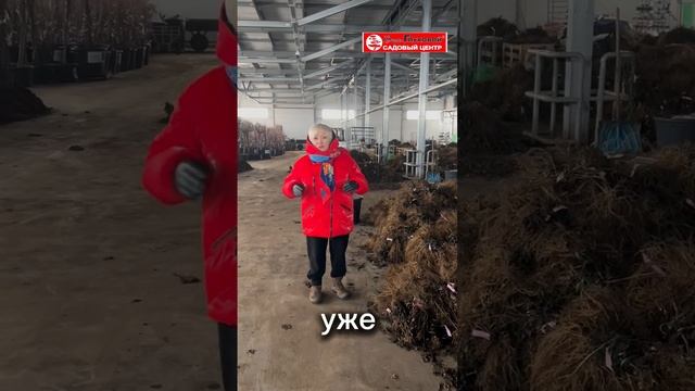 В Питомнике и Садовом центре Веры Глуховой продолжается переборка гортензий.