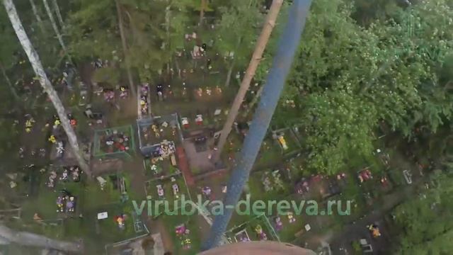 разобрали березу на кладбище