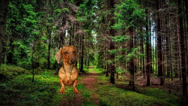 Эли 🐶в лесу 🌳.