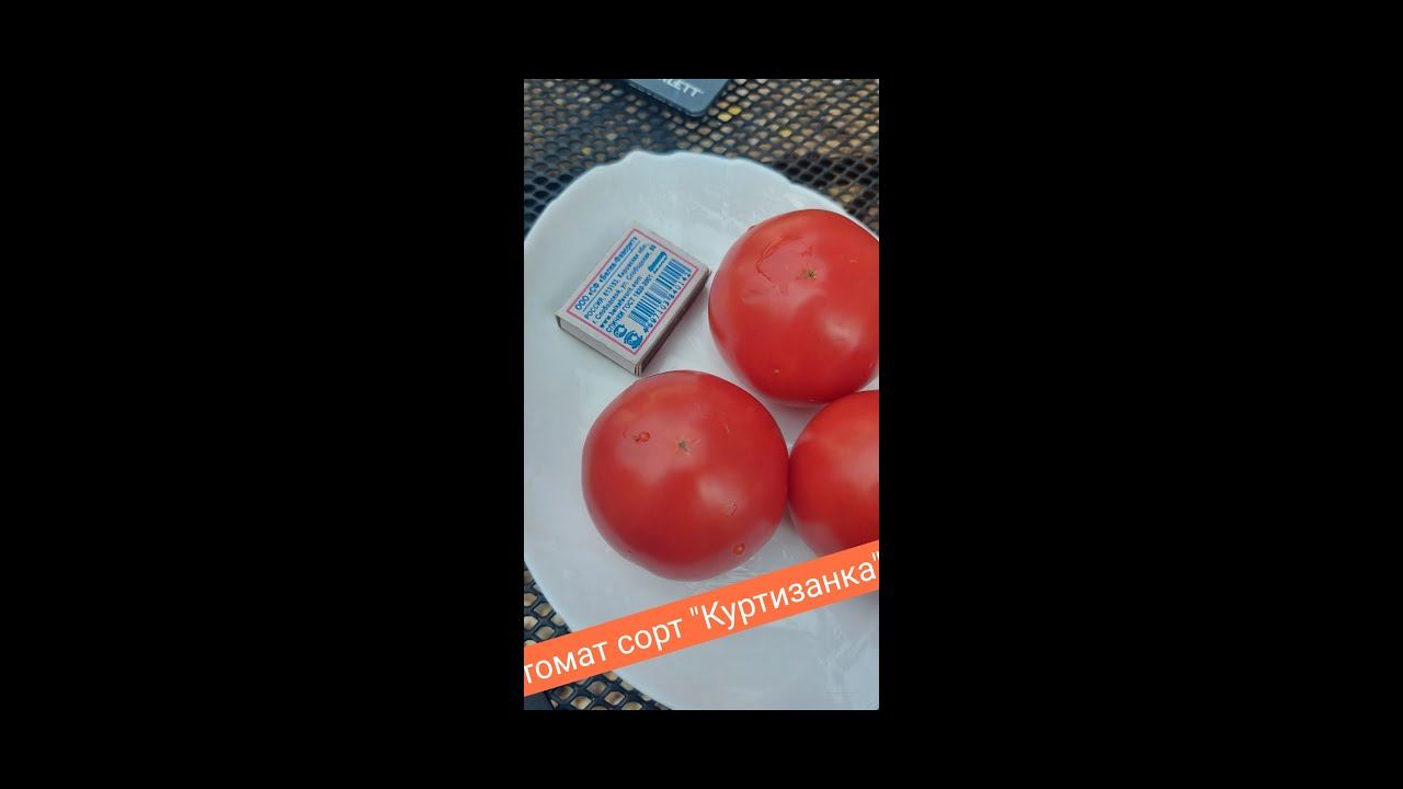 томат сорт "Куртизанка", обзор и дегустация