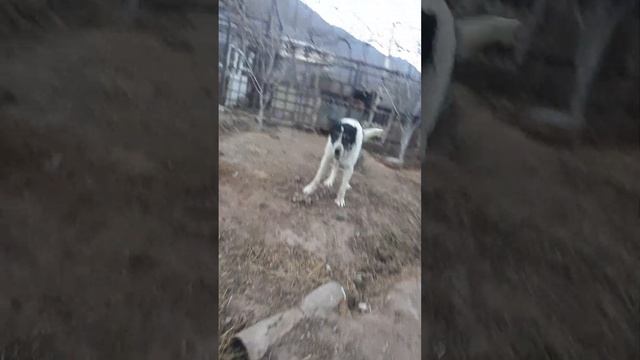 Гампр самец 4 год вес 65кг рост 85см в холке