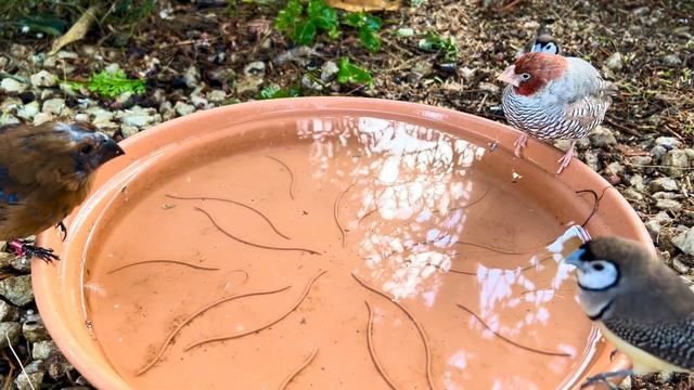Finches and Softbills in Bird Bath | Aviary Birds | why do my birds bath in water #bird