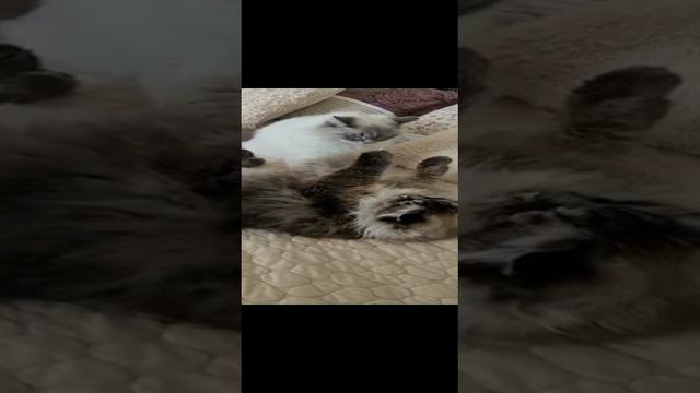 Крис и Остин. Кто кого. VID-20230608-WA0013.mp4