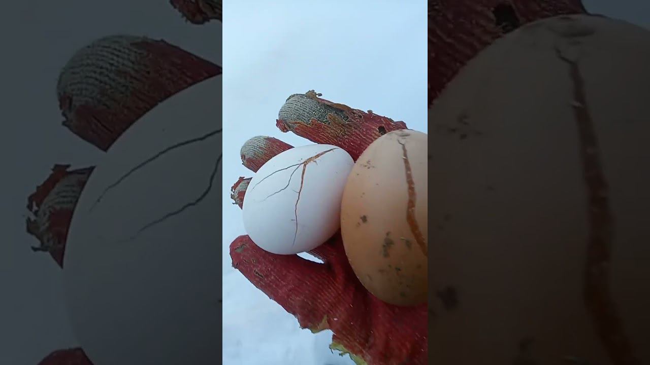 Что будет если яйцо будет лежать на морозе. Дядя Витя не успел собрать яйца в курятнике.