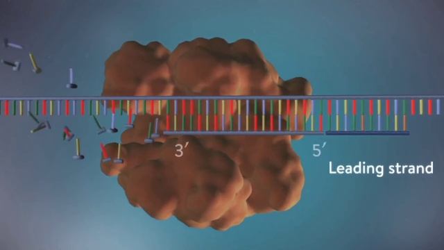 DNA Replication 3D Animation In Hindi | DNA प्रतिकृति | @sciencevigyan