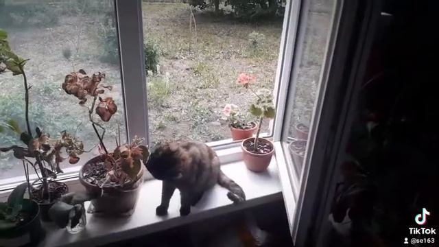 ух дела  кратко