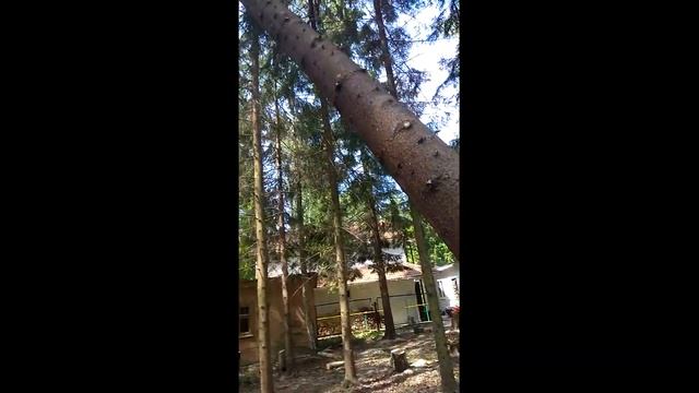 расчистка участка