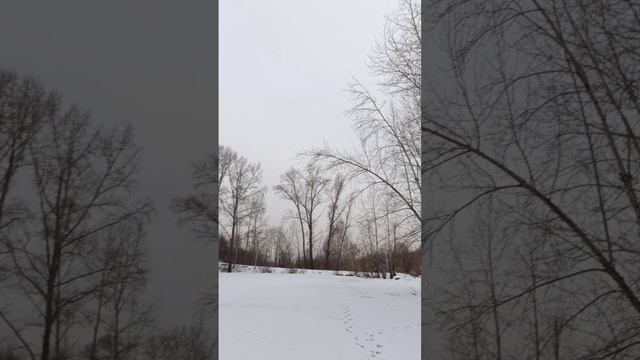 пёсик