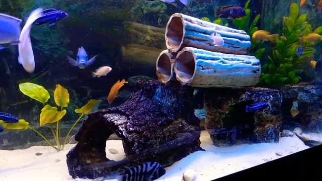 Цихлидник. Tank with cichlids.