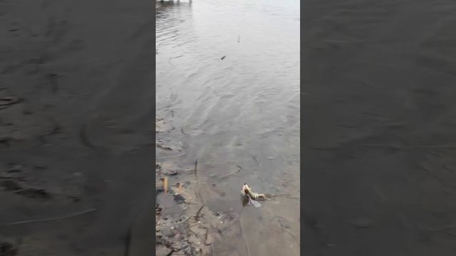 Зимняя рыбалка на спиннинг по жидкой воде .