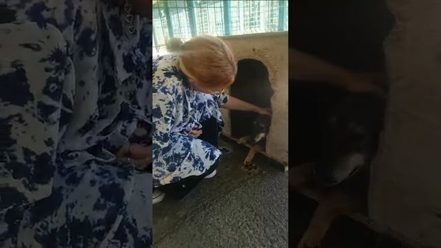 Урса из приюта Поводог Сочи в добрые руки с возможностью отправки в любой город