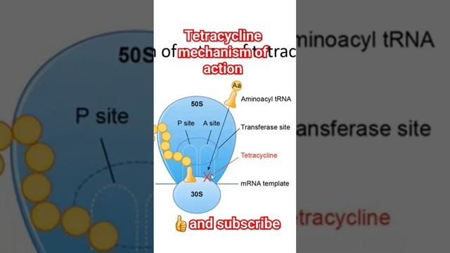 Mechanism of action of tetracycline #pharmacology #antibiotic