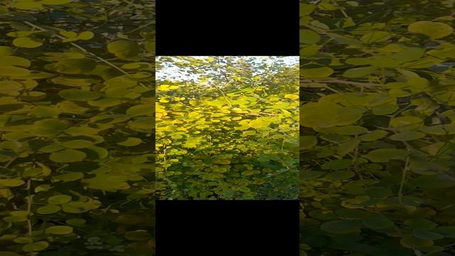 Леспедица осенью.