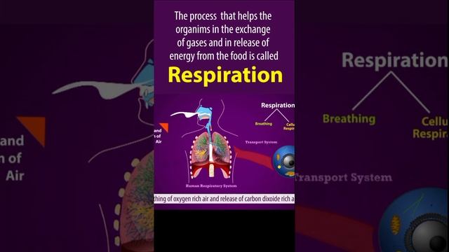 Life processes Full chapter | class 10 Animated video | 10th BIOLOGY | ncert #science | Chapter 7