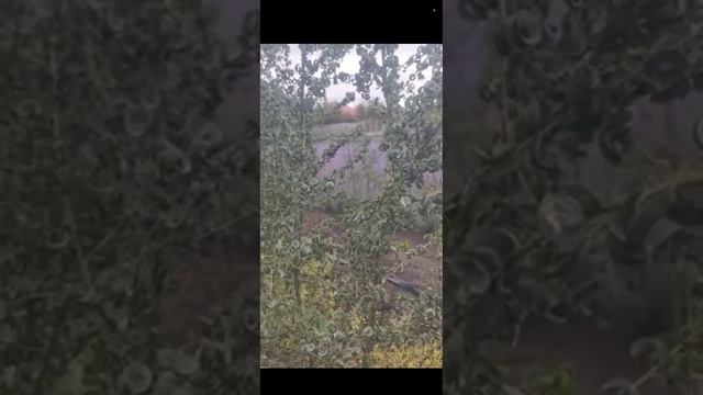 Купить Иву Криспа