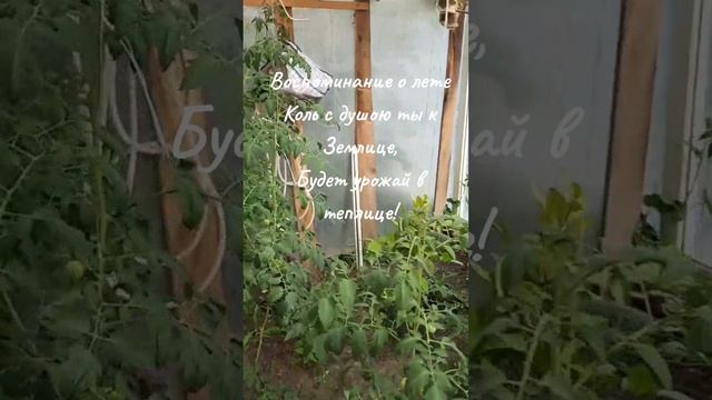 Теплица
