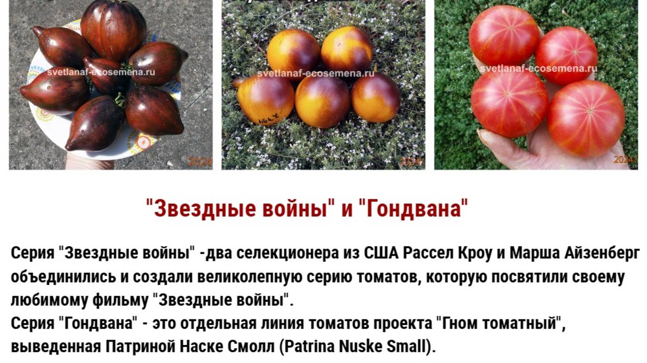 Обзор томатов серии "Звездные войны" и "Гондвана"
