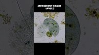 What happens when a cell bites another cell