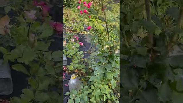 Роза Абрахам Дерби