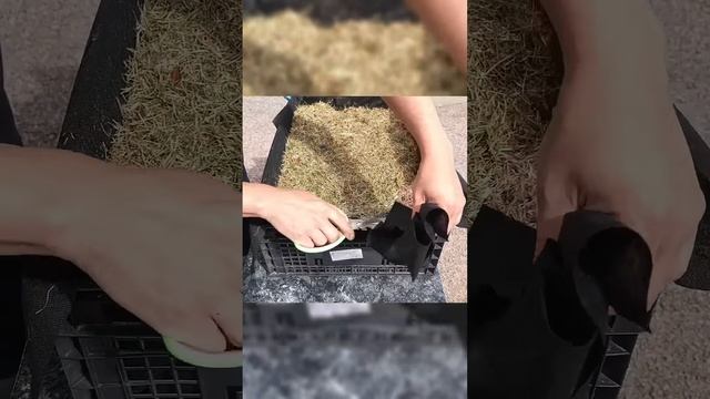 Место мало занимает и быстрее вызревает