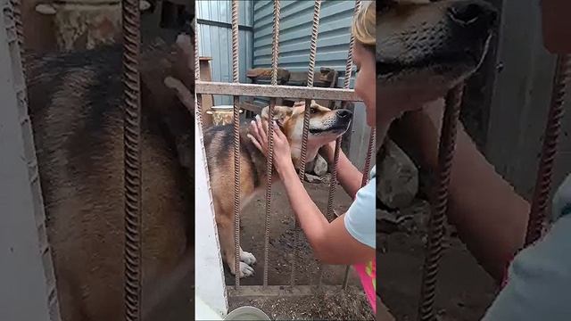 Кому красивую лисичку домой? 😉🦊 Марта 🤗