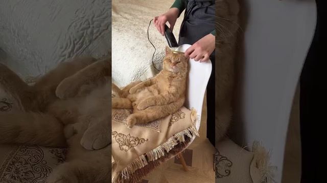 Сходил в этот ваш Барсикшоп