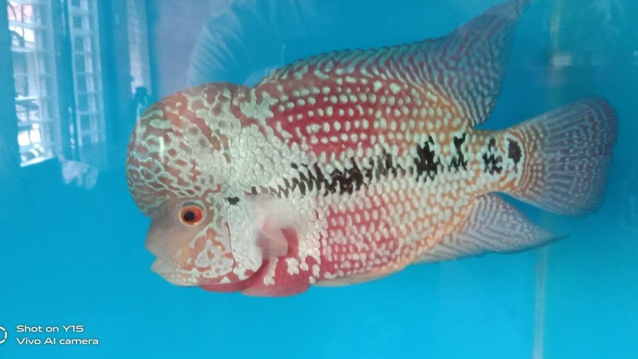 Flower Horn #fish #Master Chard Tv