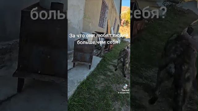 За что они любят людей больше чем себя?😢