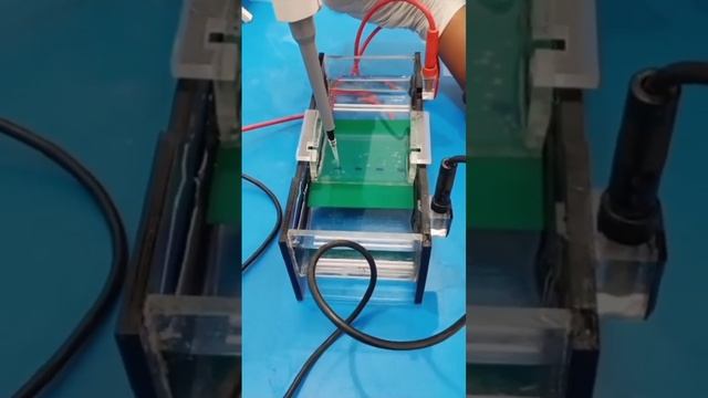 AGAROSE GEL ELECTROPHORESIS