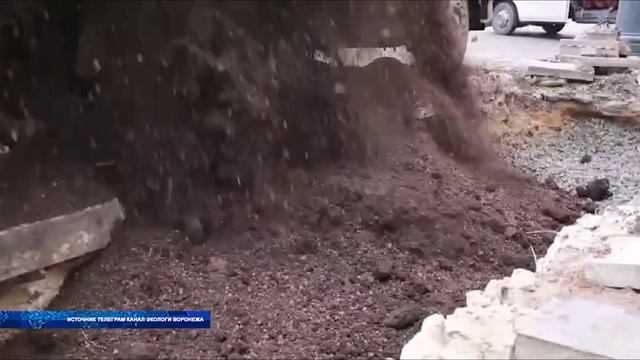 В Воронеже, на проспекте Революции, будут высажены новые деревья