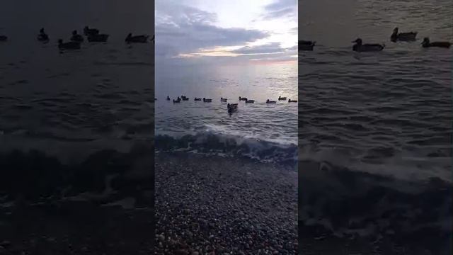 Уточки плавают в море