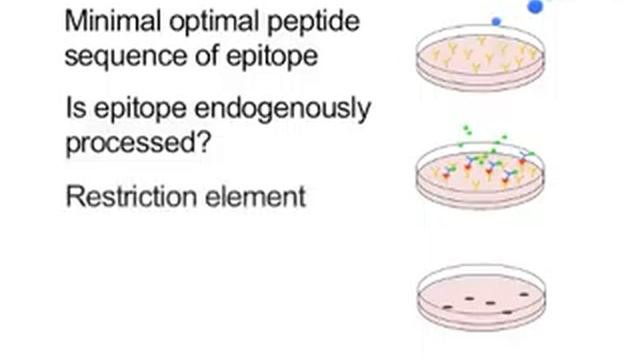 Characterizing Novel T-cell Epitopes Of Human Papillomavirus l Protocol Preview