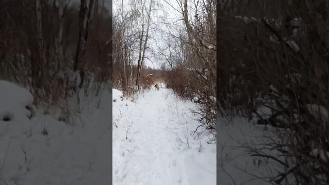 собачки
