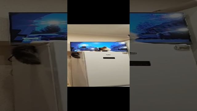 Кошка Мила следит за новостями
