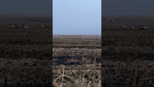 Дожидаем уточку  #duckhunting #hunters #охота #природа #охотанауток